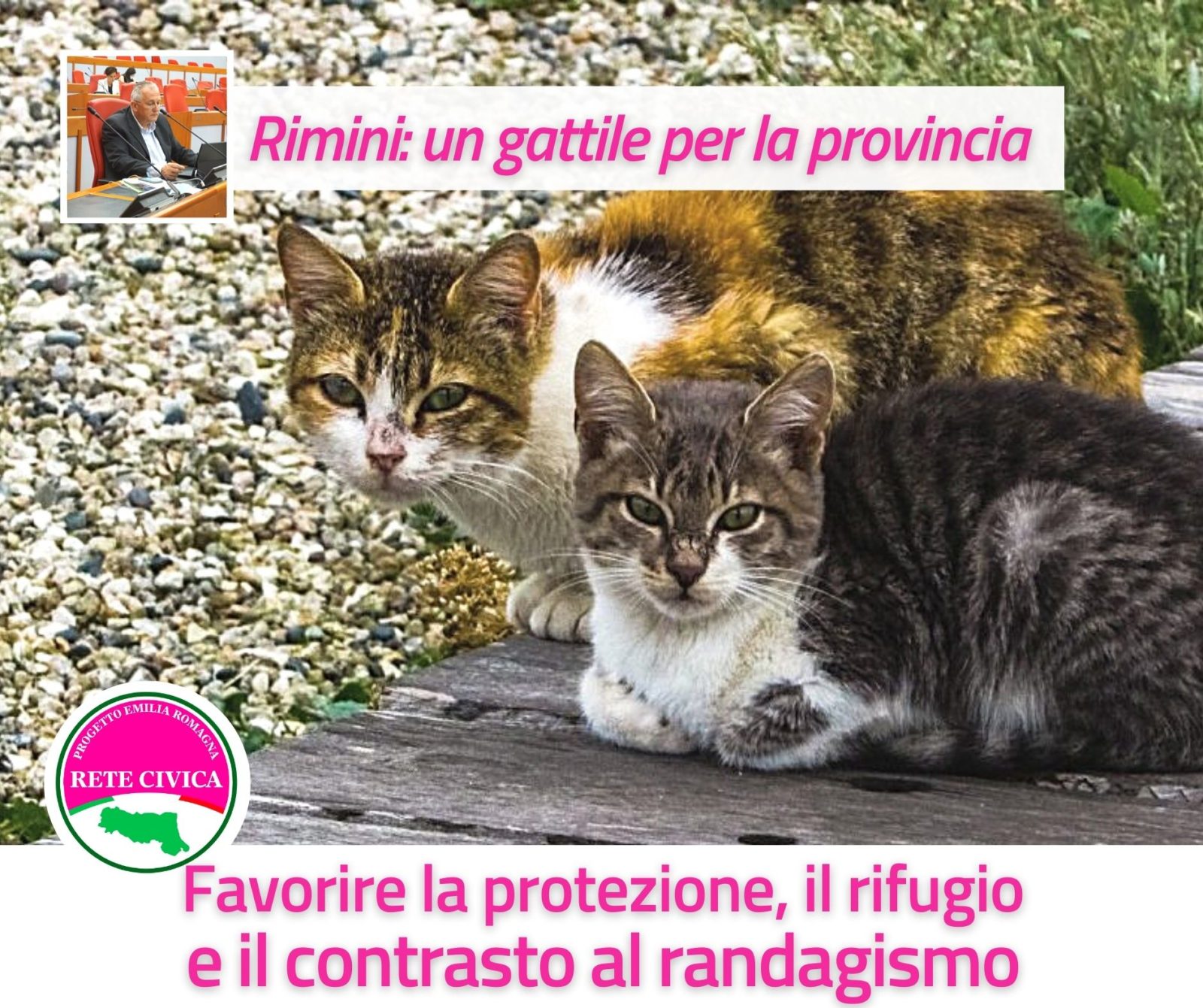 Al momento stai visualizzando Un gattile per la provincia di Rimini