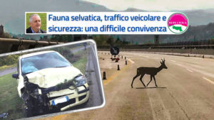 Scopri di più sull'articolo Fauna selvatica e traffico veicolare: una difficile convivenza