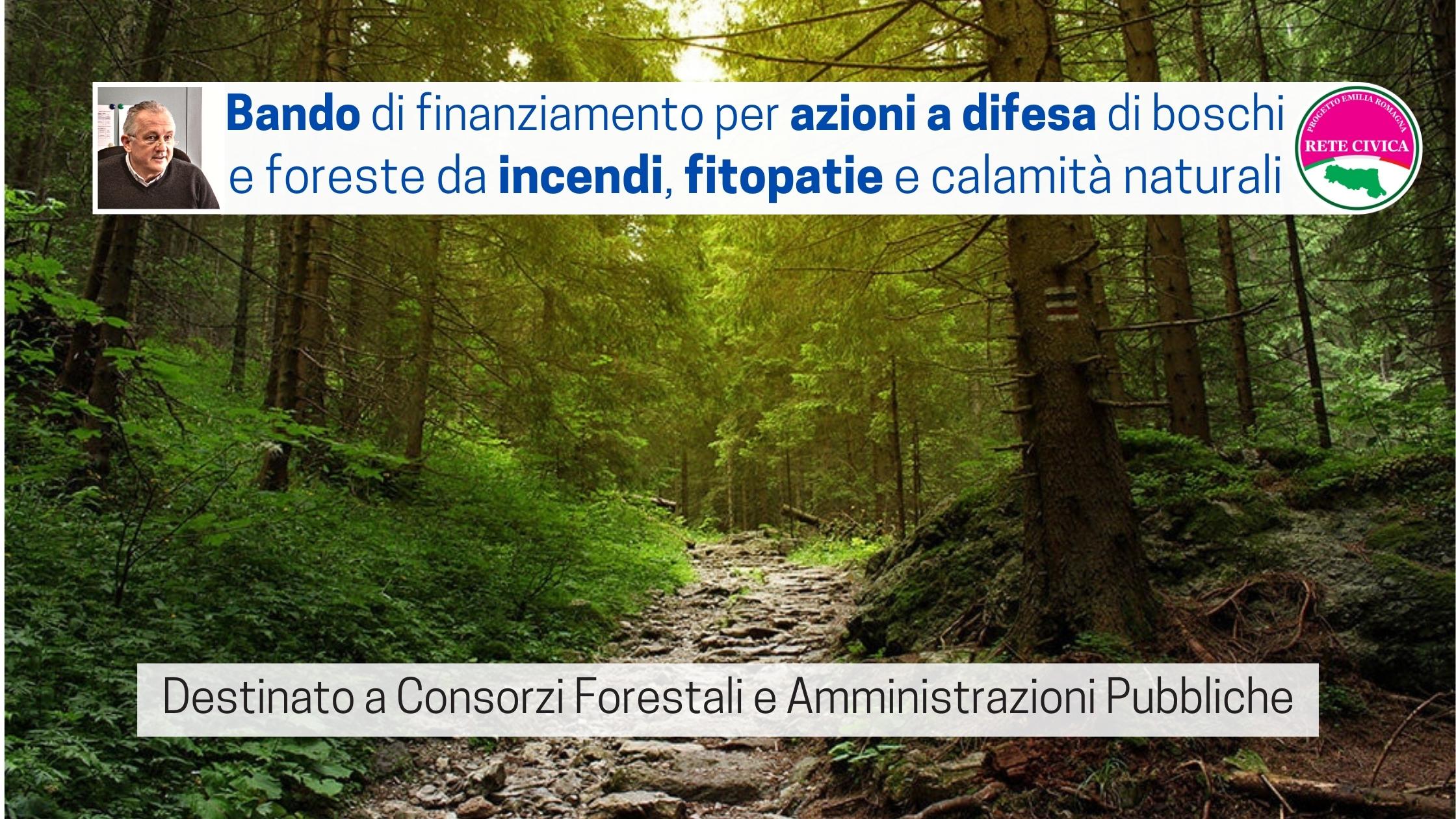 Scopri di più sull'articolo Bando di finanziamento per azioni a difesa di boschi e foreste da incendi, fitopatie e calamità naturali
