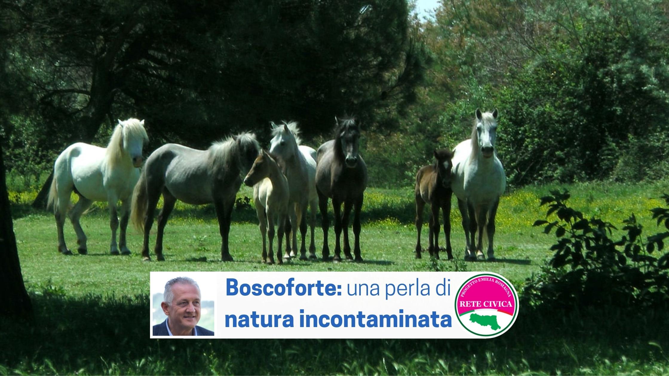Scopri di più sull'articolo BOSCOFORTE: una perla di natura incontaminata   