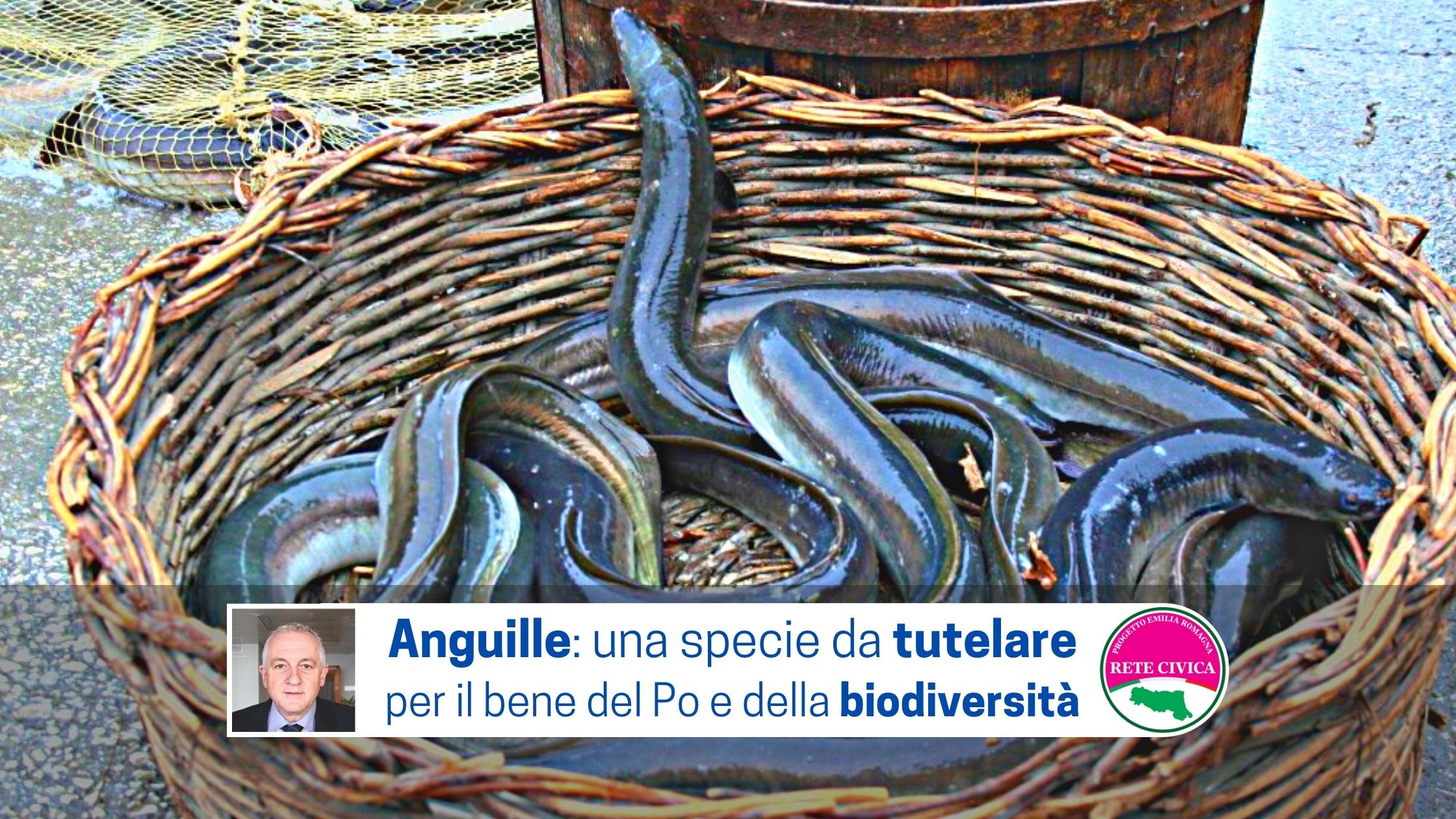 Al momento stai visualizzando Anguille: una specie da tutelare per il bene del Po e della biodiversità