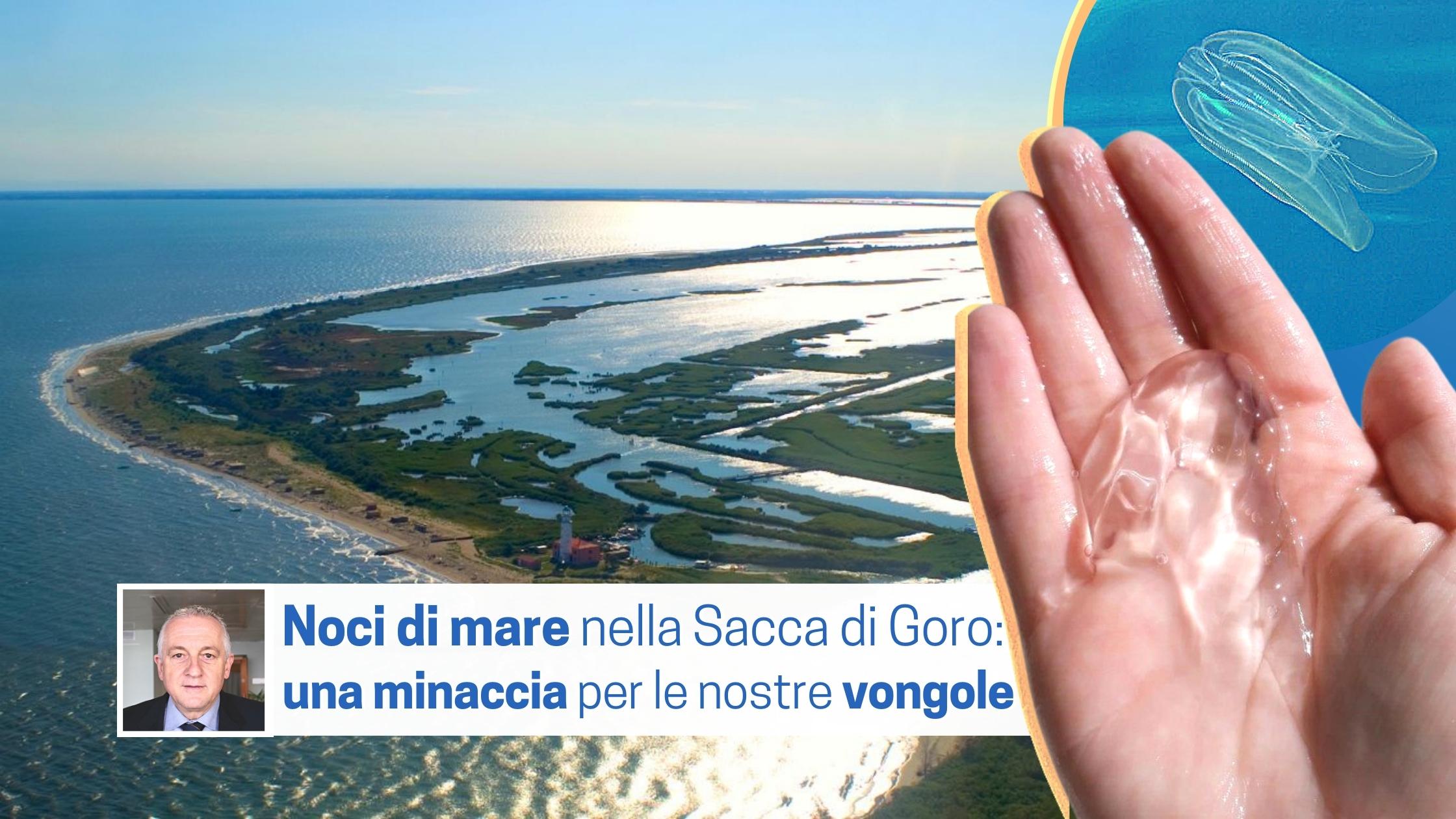 Al momento stai visualizzando <strong>NOCI DI MARE nella SACCA DI GORO </strong>