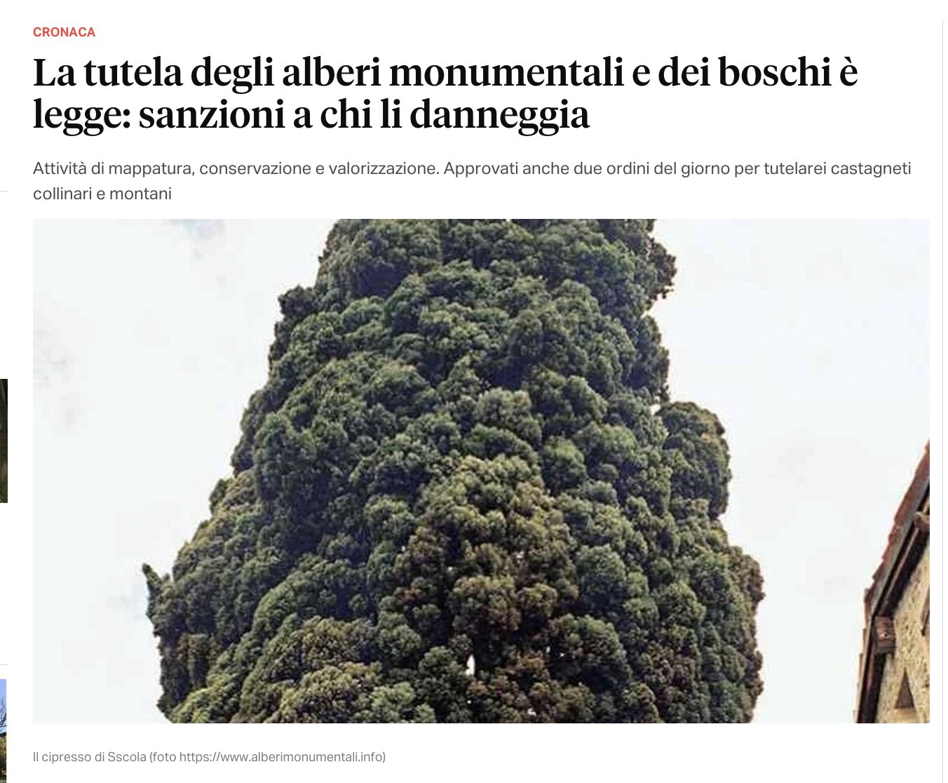 Scopri di più sull'articolo La tutela degli alberi monumentali e dei boschi è legge: sanzioni a chi li danneggia