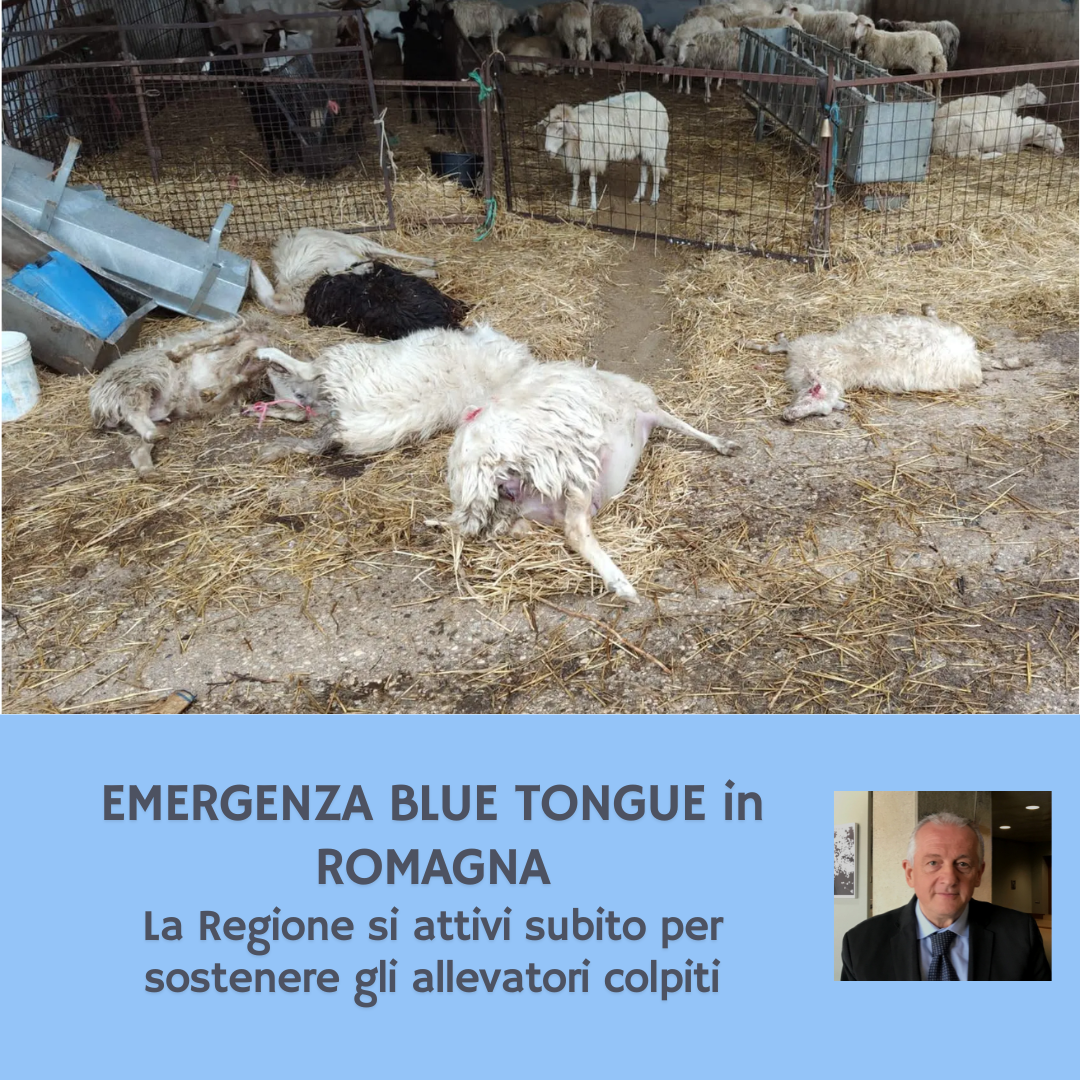 Al momento stai visualizzando EMERGENZA BLUE TONGUE – La Regione si attivi subito per sostenere gli allevatori colpiti