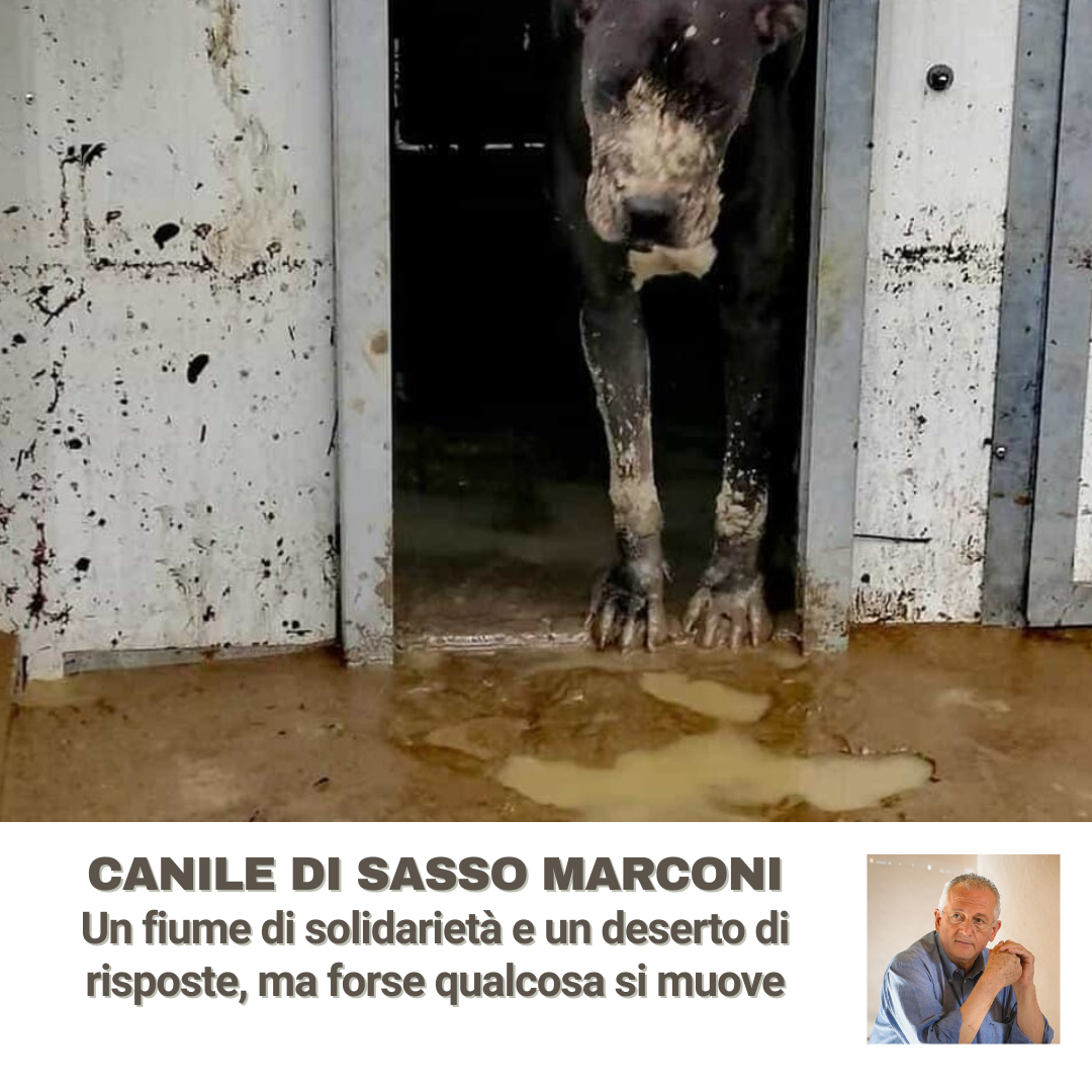 Al momento stai visualizzando CANILE DI SASSO MARCONI