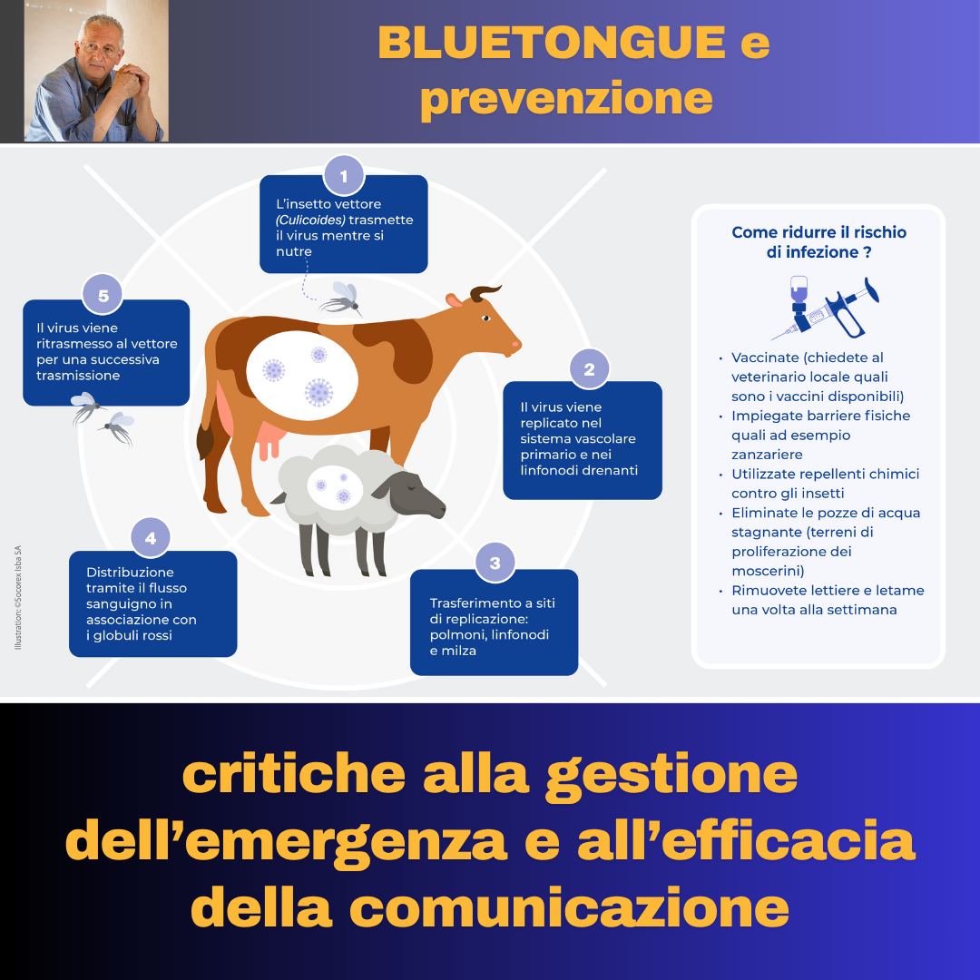 Al momento stai visualizzando BLUE TONGUE E PREVENZIONE – Critiche alla gestione dell’emergenza e all’efficacia della comunicazione